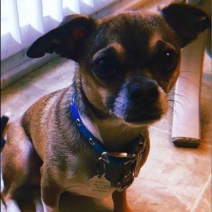 Meet your Posher, Patty